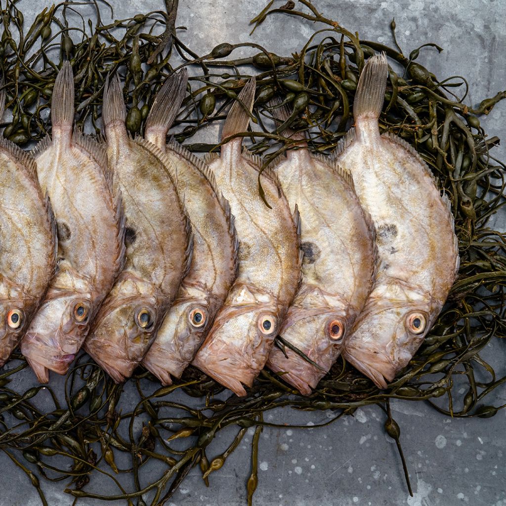 Faber Fish Portfolio Faber Fish Portfolio